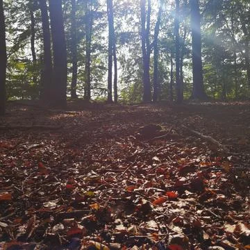 Leaves in the forest Stock Photos