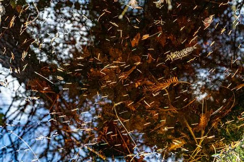 Leaves In Forest Puddle Stock Photos