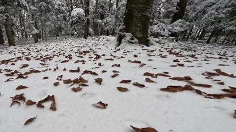 Leaves forest snow land Video stock 273698221