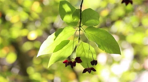 The leaves in the forest in the sunlight Stock Footage 59093686