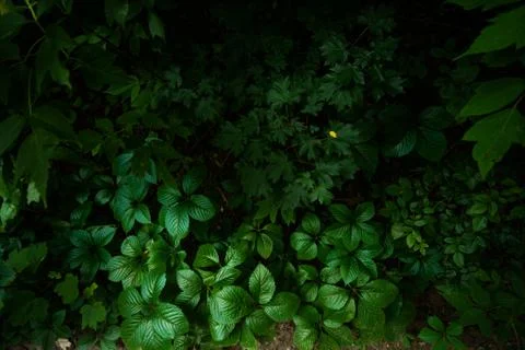 Leaves in the forest top view Stock Photos
