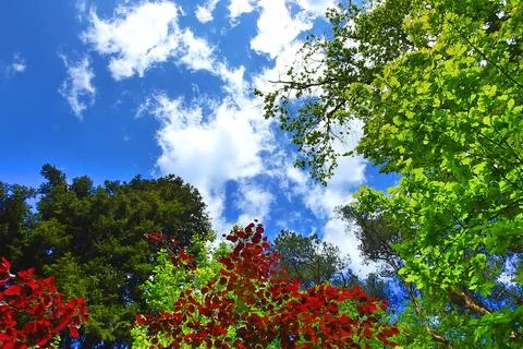 Leaves forest trees sky clouds Stock Photos