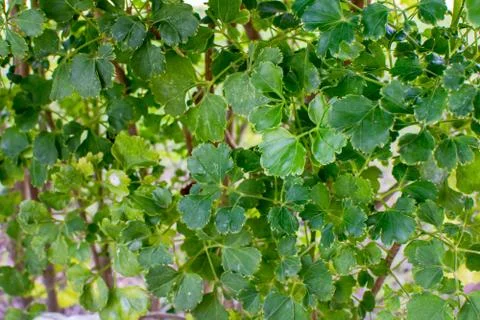 Leaves that form a wall Stock Photos