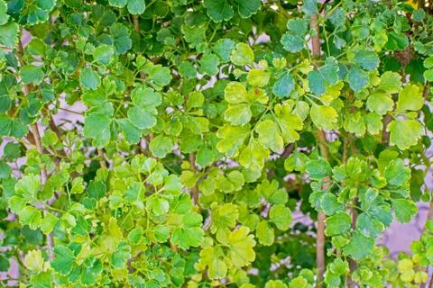Leaves that form a wall Stock Photos