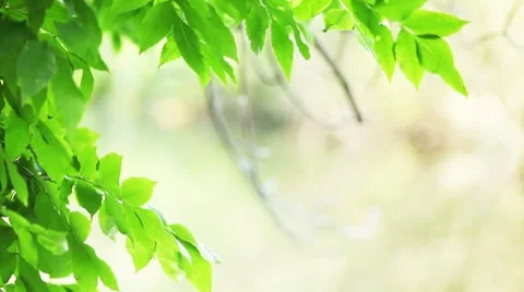 Leaves frame 2 Stock Footage