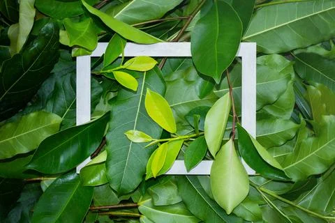 Leaves with frame nature background Stock Photos