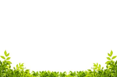 Leaves frame Stock Photos