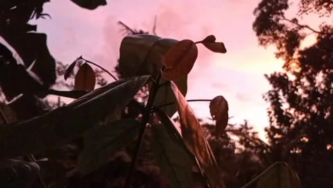 Leaves frame the serene sky. Видео 330245040