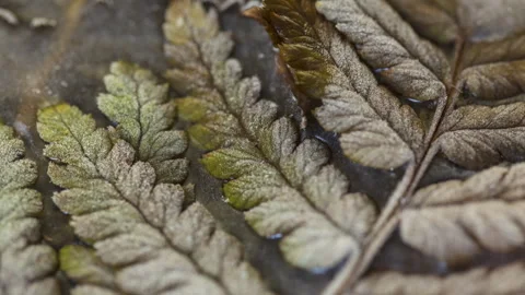 Leaves Freezing Timelapse 6K - 9 Stock Footage 311170823