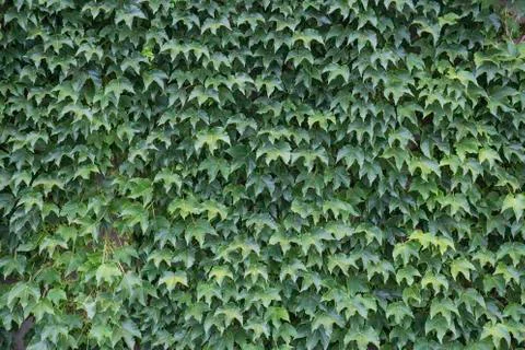 Leaves fresh background Stock Photos