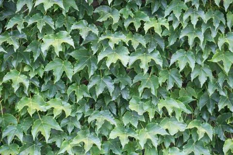 Leaves fresh background Stock Photos