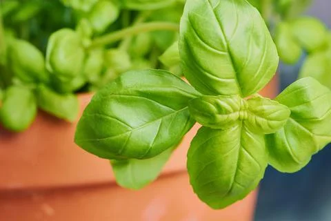 Leaves of fresh basil, macro image Stock Photos