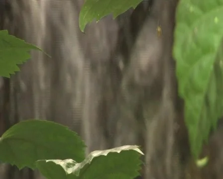 Leaves in front of a Cascade Stock-Footage 85064