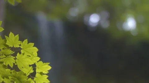 Leaves in Front of Middle Falls at Silver Falls Stock Footage 91263108