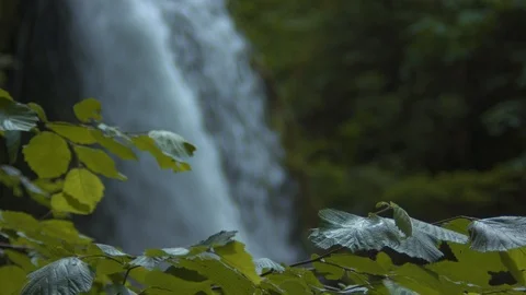 Leaves in Front of Middle Falls at Silver Falls Stock Footage 91263161