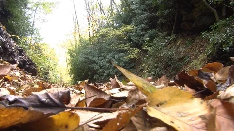 Leaves in front of a small waterfall in a forest Video stock 91058635