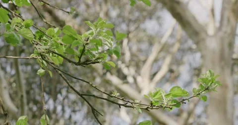 Leaves Of Fruit Tree, Close Up 8K Stock Footage 330701510