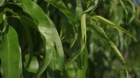 Leaves of a fruit tree 스톡 동영상 227857446
