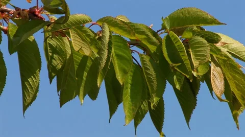 Leaves of fruit tree in summer Stock Footage 4715024