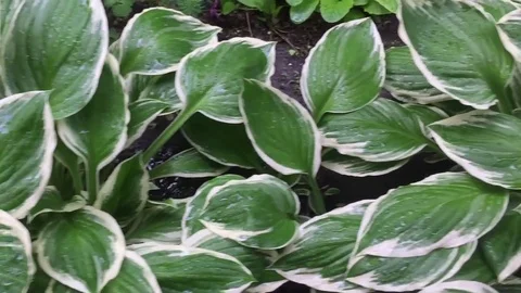 Leaves in the garden Stock Footage 78783103