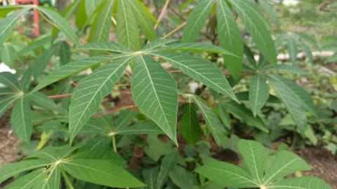 Leaves in the garden Stock Footage 278858259