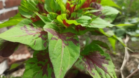 Leaves in the garden Stock Footage 278858272