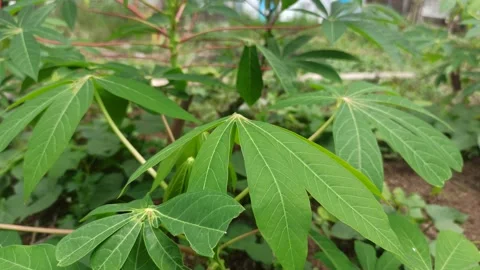 Leaves in the garden Stock Footage 278858281