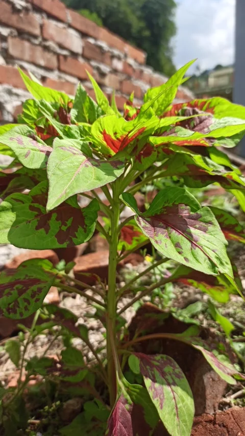 Leaves in the garden Stock Footage 278860441