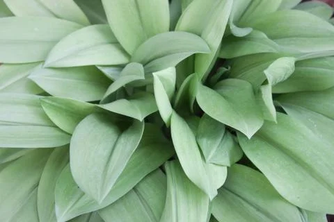 Leaves in the garden. Stock Photos