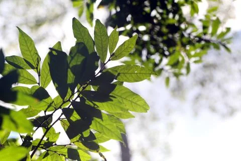 Leaves in the garden. Stock Photos