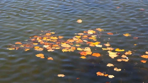 Leaves Gell Into the Pond Stock Footage 67611739