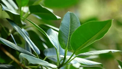 Leaves In Gentle Breeze Stock Footage 74643713