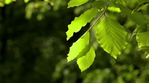 Leaves in  gentle motion Stock Footage 37893583