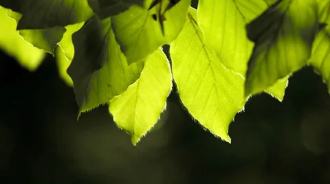 Leaves in  gentle motion Stock Footage 38088402