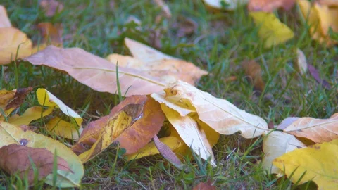 Leaves Gently Blowing on the Ground as the Camera Slowly Pans Down Stock Footage 97726004