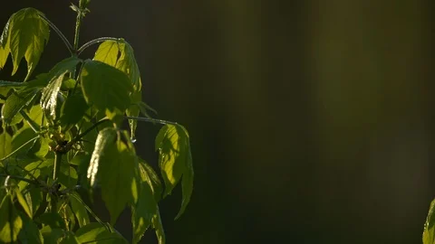 Leaves gently blowing with space for text, strong depth of field Stock Footage 112426762