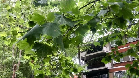 Leaves gently moving when air blow Stock Footage 134333169