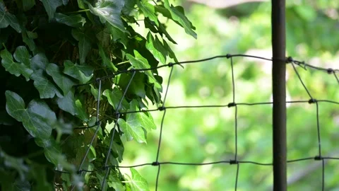 Leaves gently moving in the wind in front of a metal fence Stock Footage 278176071