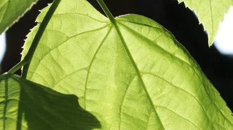 Leaves gently swaying in the wind Stock Footage 21316437