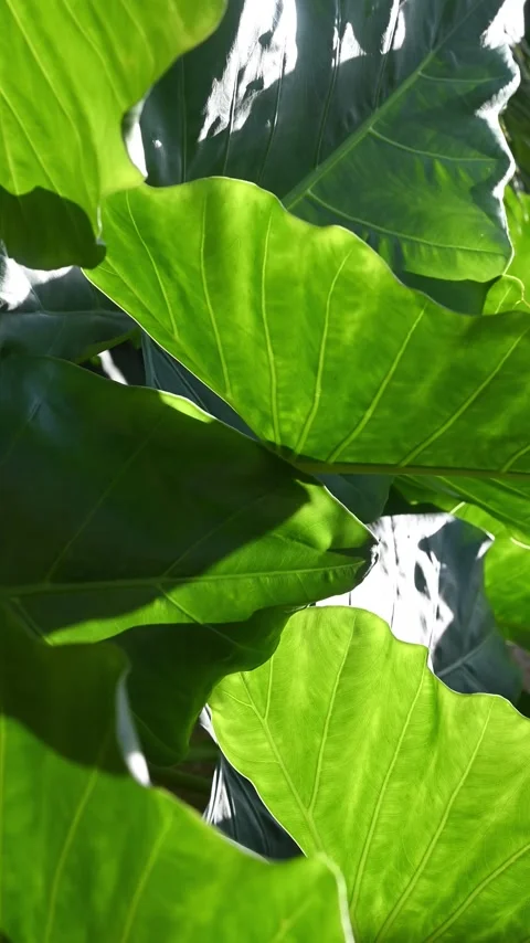 Leaves gently swaying in the wind Stock Footage 310153279
