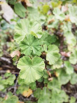 Leaves of a geranium without flowering. Stock Photos
