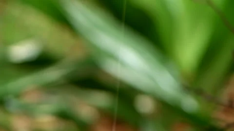 Leaves getting hit by rain Video stock 41581707