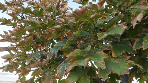 Leaves getting wilt approaching falls season. 스톡 동영상 95876279