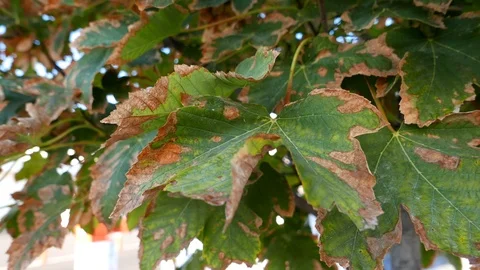 Leaves getting wilt approaching falls season. Vídeo Stock 95876291