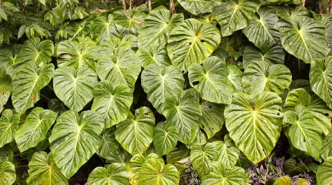 Leaves of a giant arum in the rainforest understory, Ecuador Stock Footage