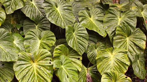 Leaves of a giant arum in the rainforest understory, Ecuador Stock Footage