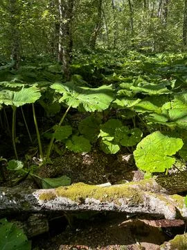 The leaves of the giant burdock create a shadow on the forest clearing Stock Photos