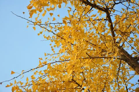 Leaves of gingko tree under blue sky Stock Photos