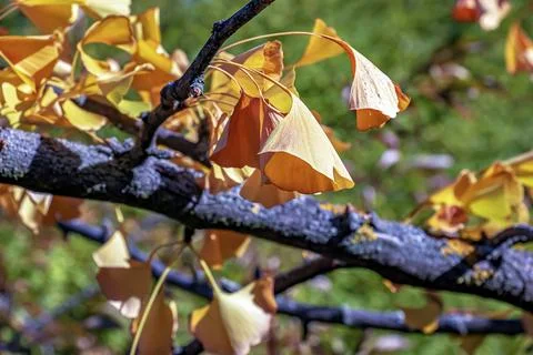 Leaves of Ginkgo Biloba Pendula. Background with yellow leaves of ginkgo tree Stock Photos