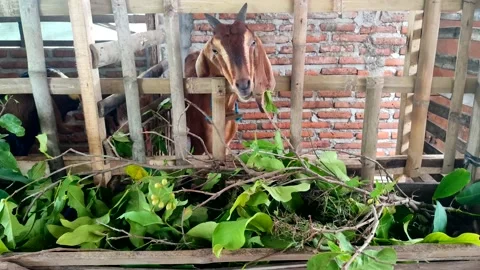 Leaves for goat Stock Footage 232764391